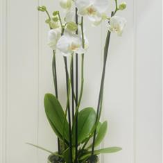 White Phalaenopsis Orchid