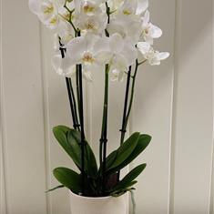 White Phalaenopsis Orchid