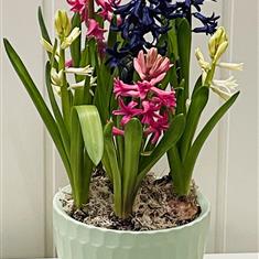 Scented hyacinth planter