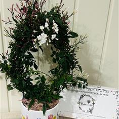 Scented spring jasmine and Holdsworth Chocolates 