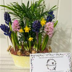 Cheerful spring planter with Holdsworth chocolates 