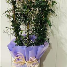 Scented Jasmine Plant with Holdsworth Decadent Desert Chocolates