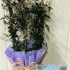 Scented Jasmine Plant with Holdsworth Signature Assortment Chocolates