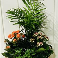 Cheerful indoor planter
