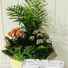 Cheerful Indoor Planter with Holdsworth Decadent Desert Chocolates