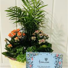 Cheerful Indoor Planter with Signature Assortment Chocolates 